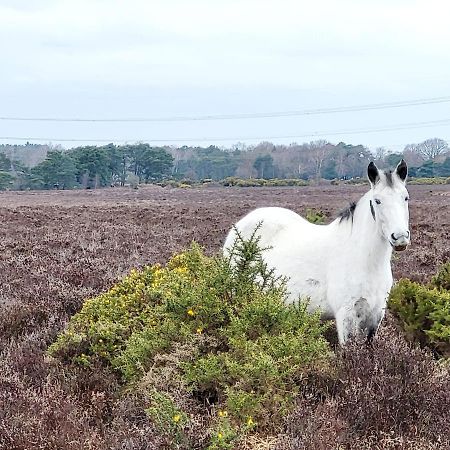 In The Heart Of The New Forest Fordingbridge Exteriör bild