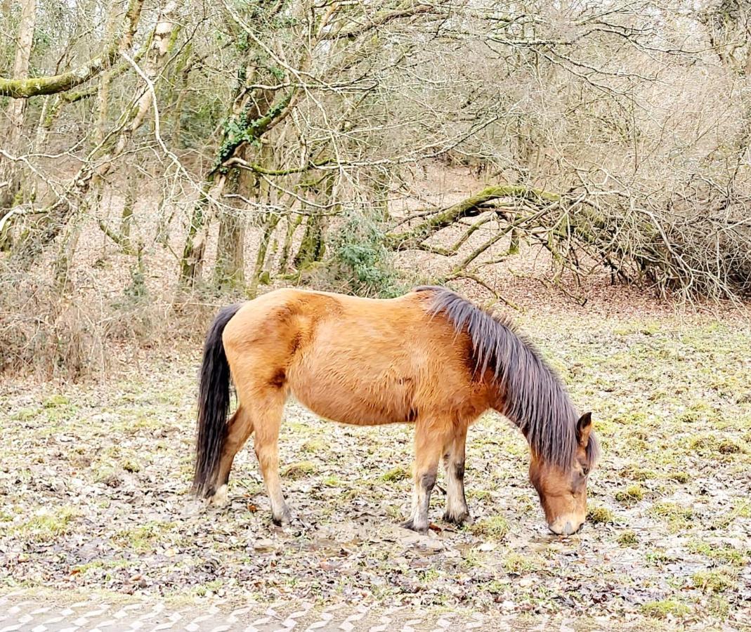 In The Heart Of The New Forest Fordingbridge Exteriör bild