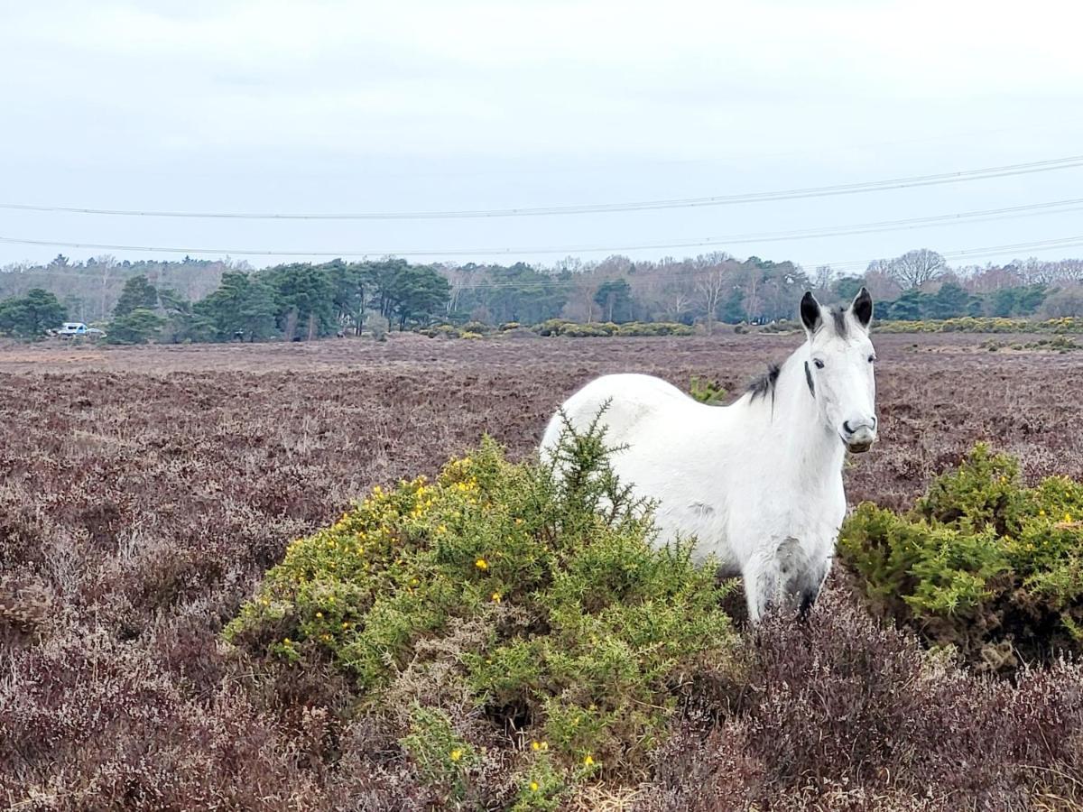 In The Heart Of The New Forest Fordingbridge Exteriör bild